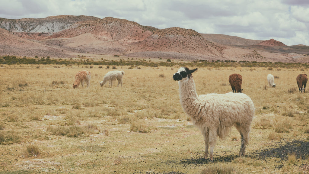 Essential Fabrics for Winter Travel: Alpaca